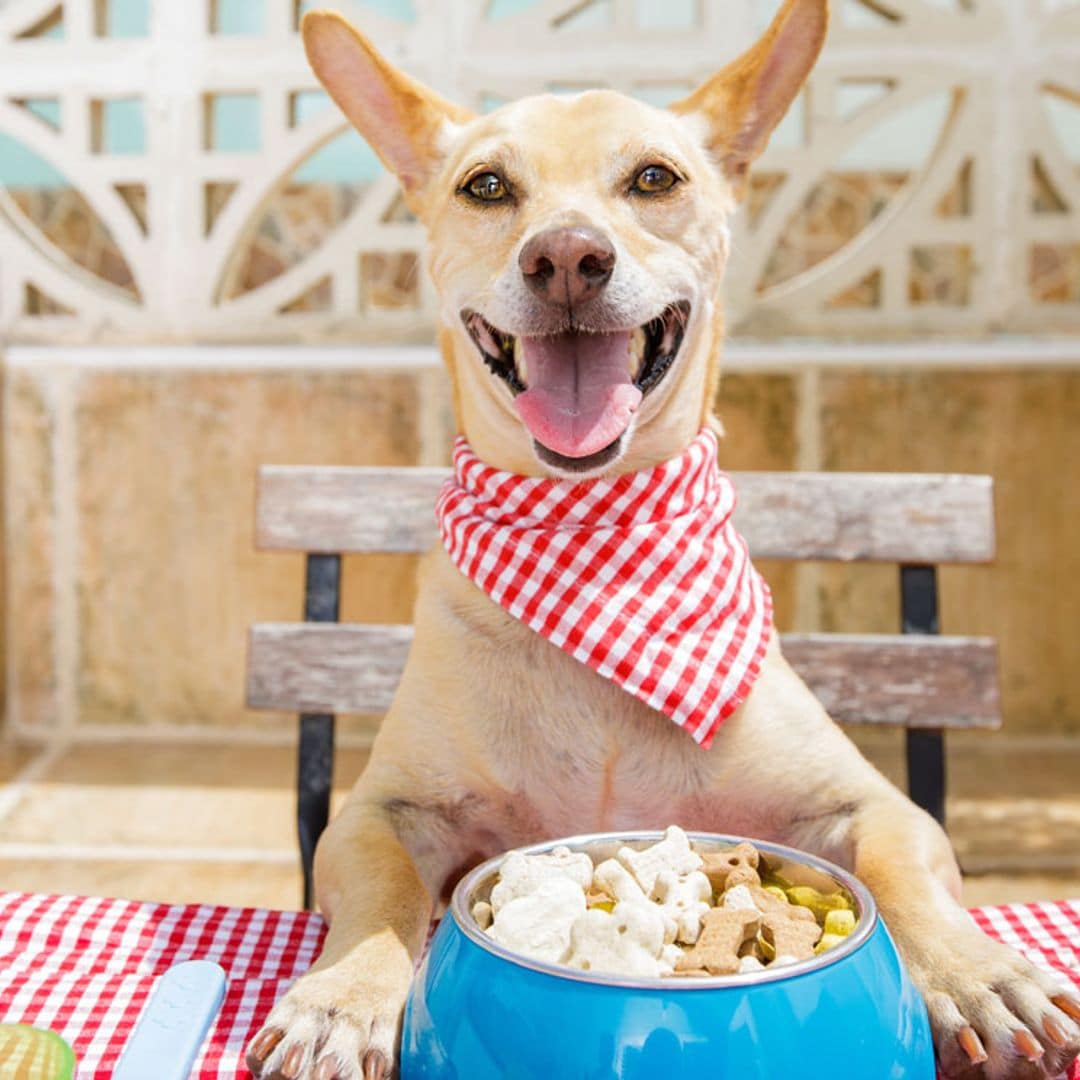 Belfos y Trufas, un espacio 'gourmet' para perros en Bilbao