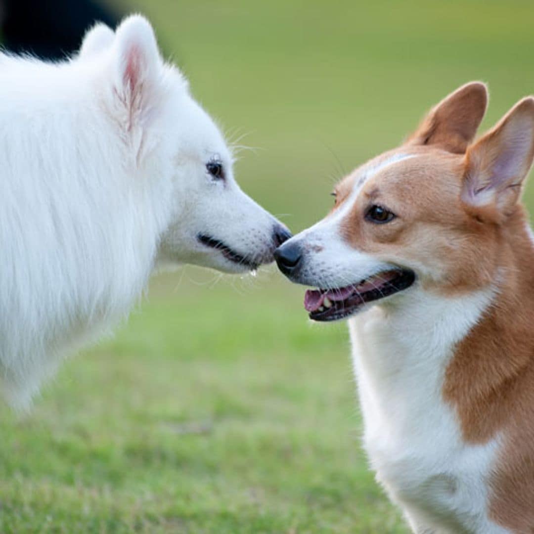 Cómo socializar a tu perro
