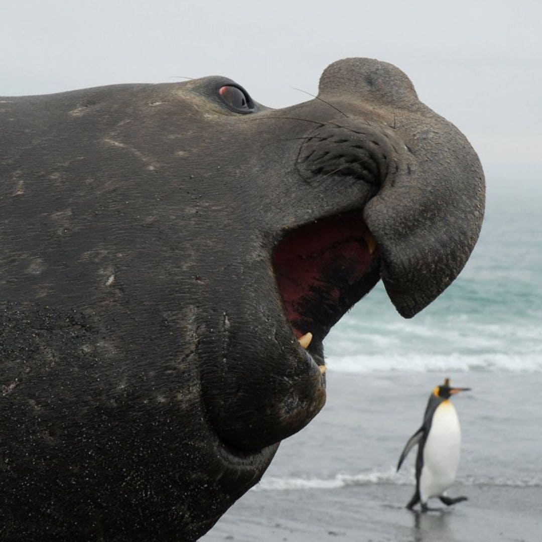 Jirafas con dos cabezas, burros siameses, elefantes marinos gigantes, tiburones de noventa y tres millones de años...