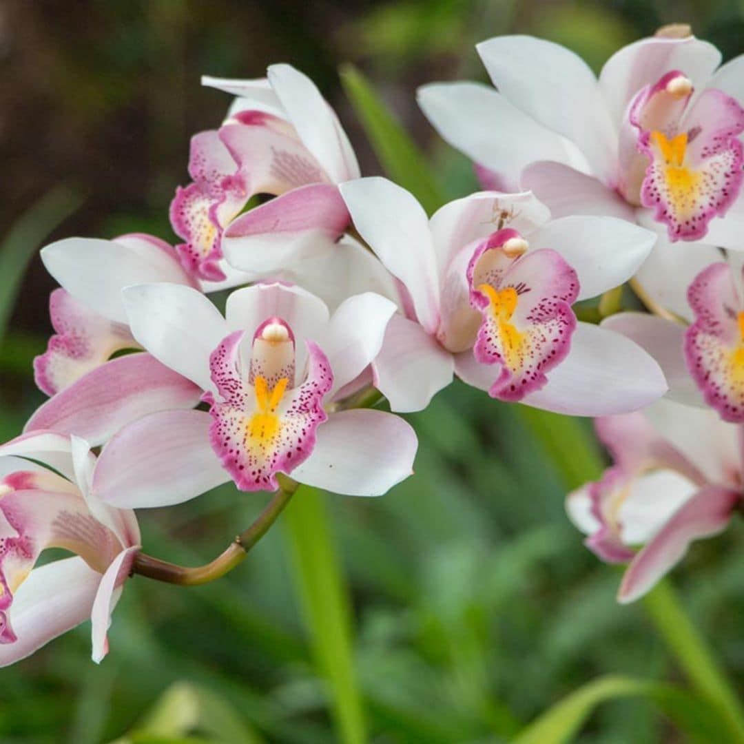 Así puedes recuperar una orquídea que se ha marchitado