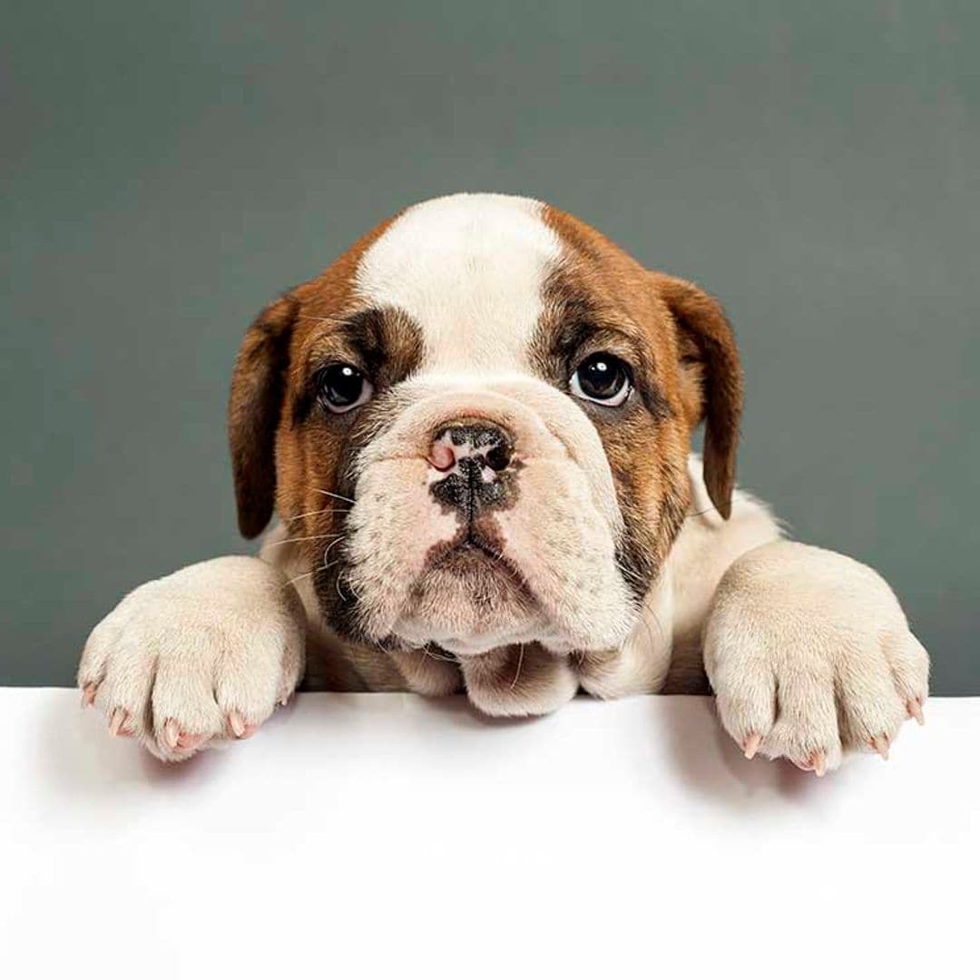 Perros braquicéfalos y sus problemas respiratorios