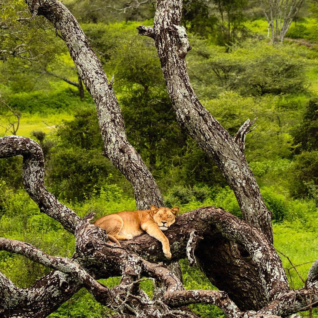 Tanzania: Safari entre volcanes y baobas