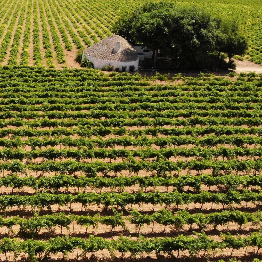 Viñedos de Tomelloso, Ciudad Real