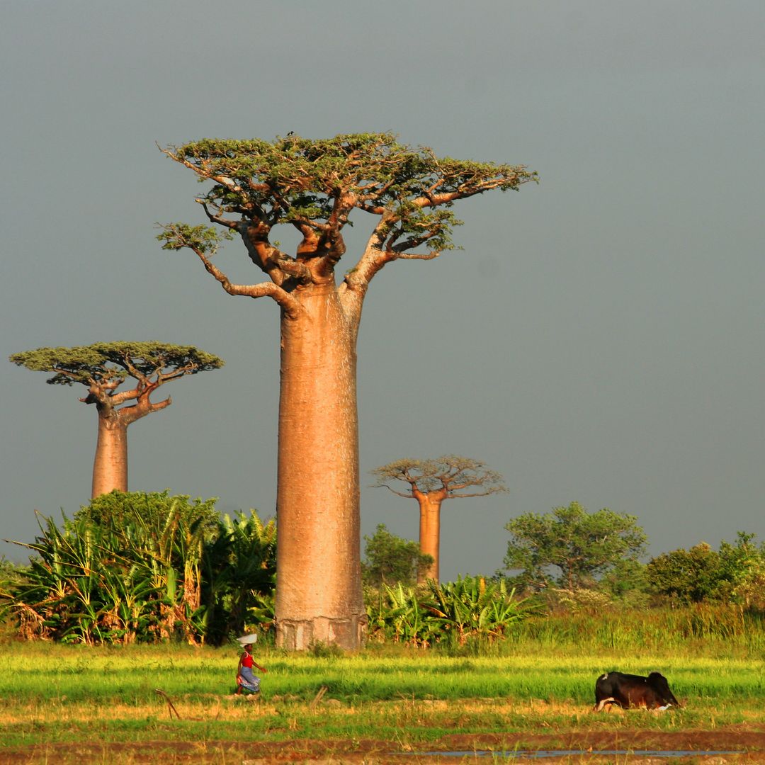 No es ficción: el baobab, el árbol de 'El Rey León', existe y es más increíble de lo que imaginas