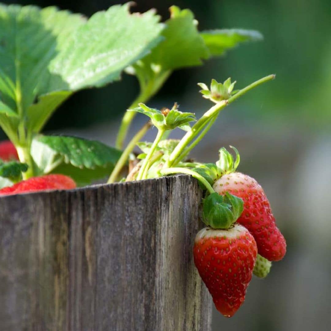 Así puedes cultivar las fresas en maceta