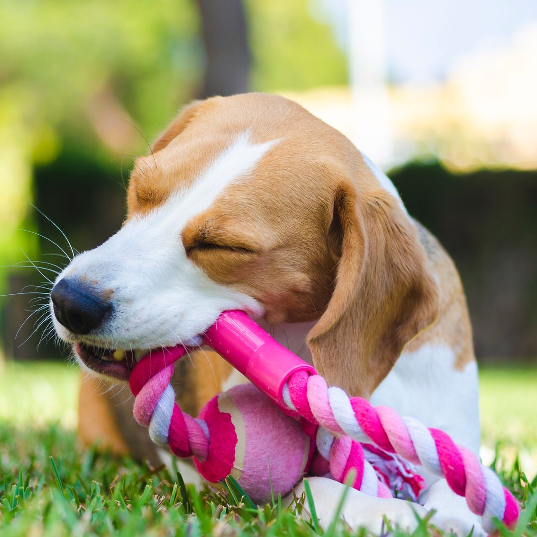 Los mejores juguetes para perros felices y activos según expertos