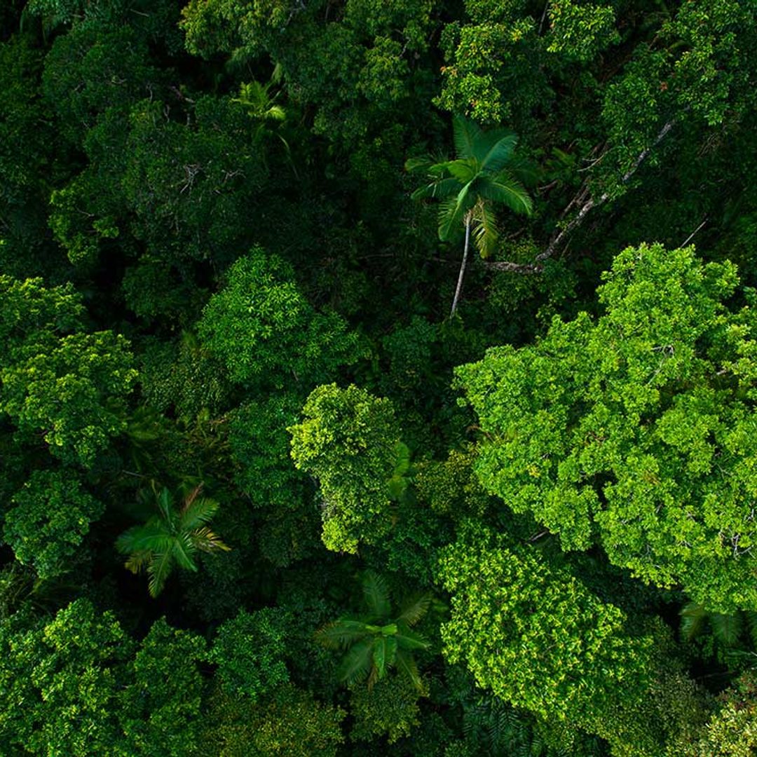 Tailandia 'bombardea' el país con semillas para combatir la deforestación