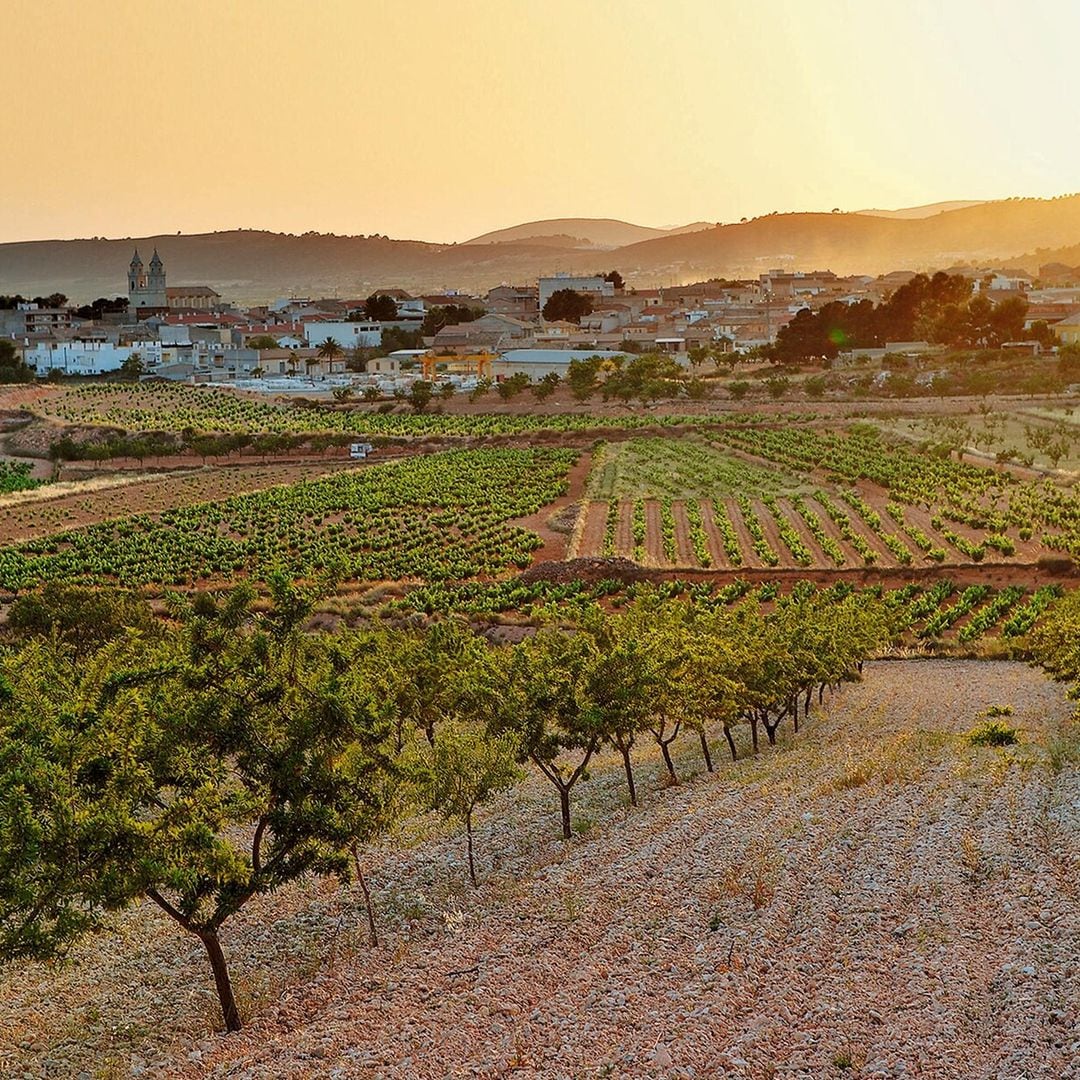 Sierra de Aitana, Vinalopó y marina alta: de vinos por tierras de castillos