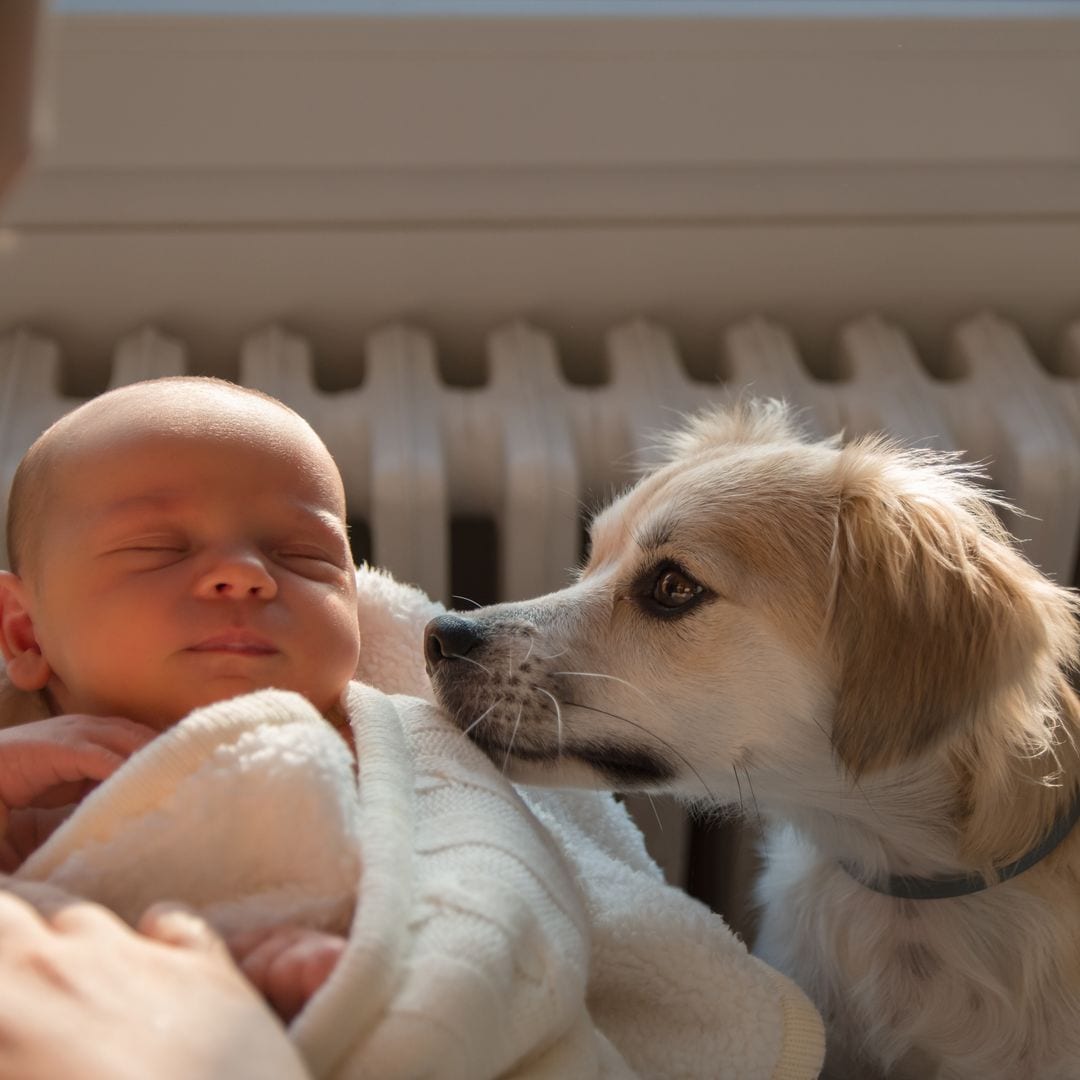 Así es como debes presentar a tu perro y a tu bebé para evitar sustos