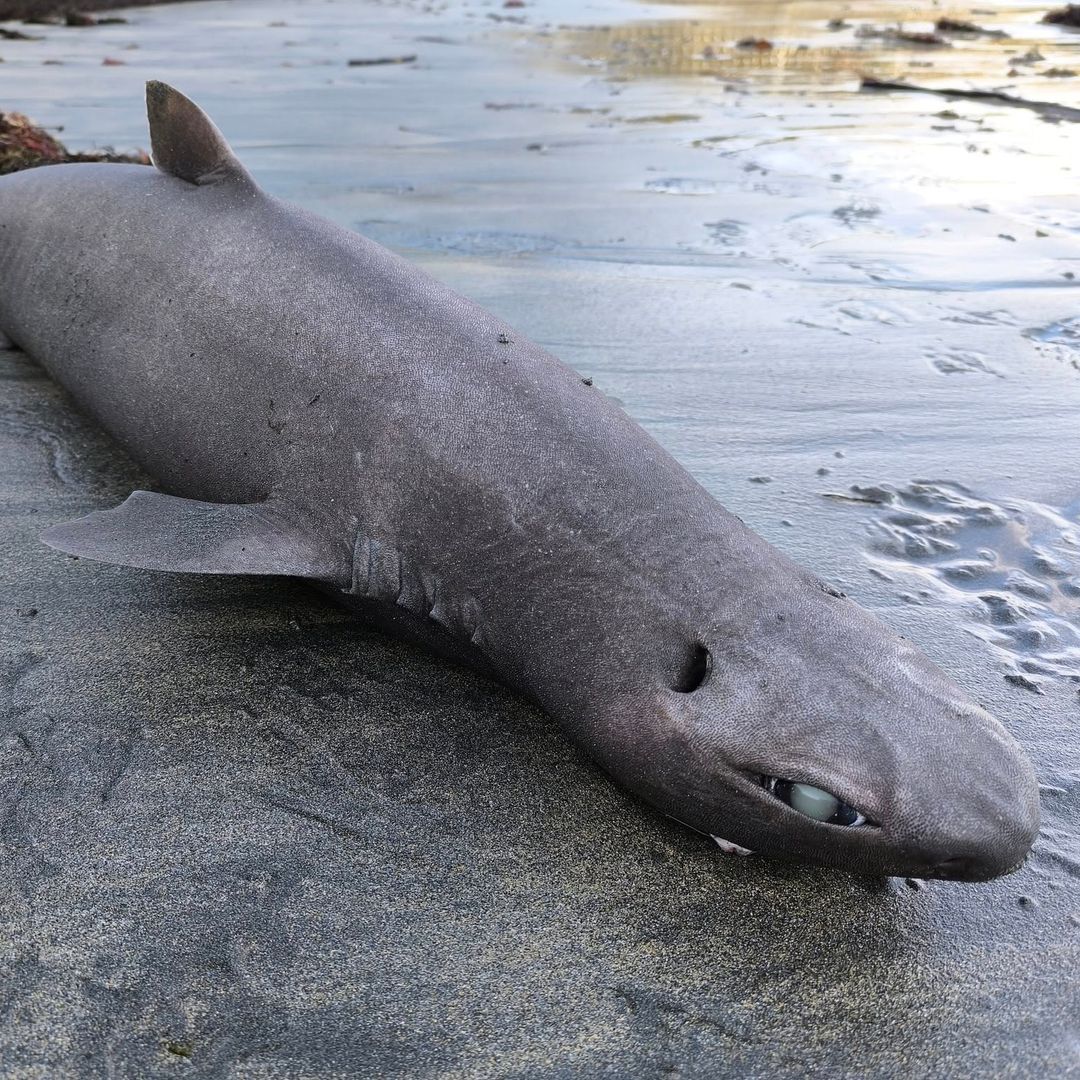 Así es el tiburón foca hallado en una playa de Asturias: las imágenes que revelan cómo vive en la oscuridad