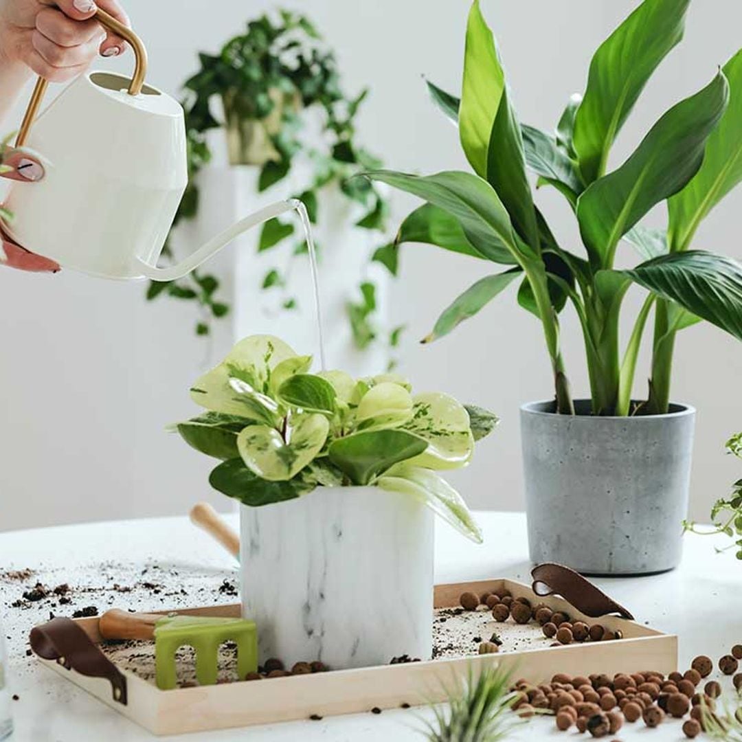 Plantas de interior que son muy fáciles de cuidar y que protegen tu bienestar