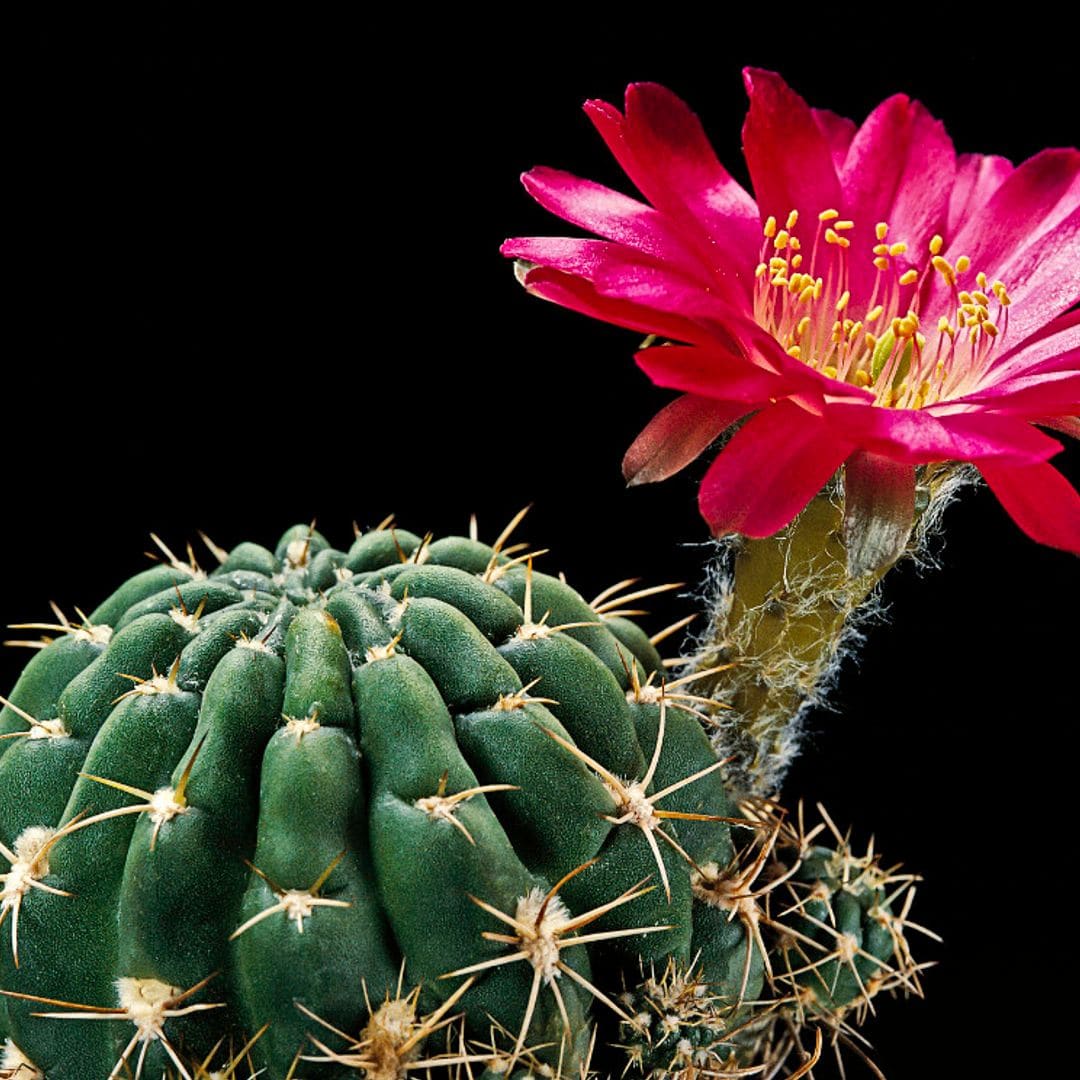 10 errores que debes evitar en el cuidado de tus cactus