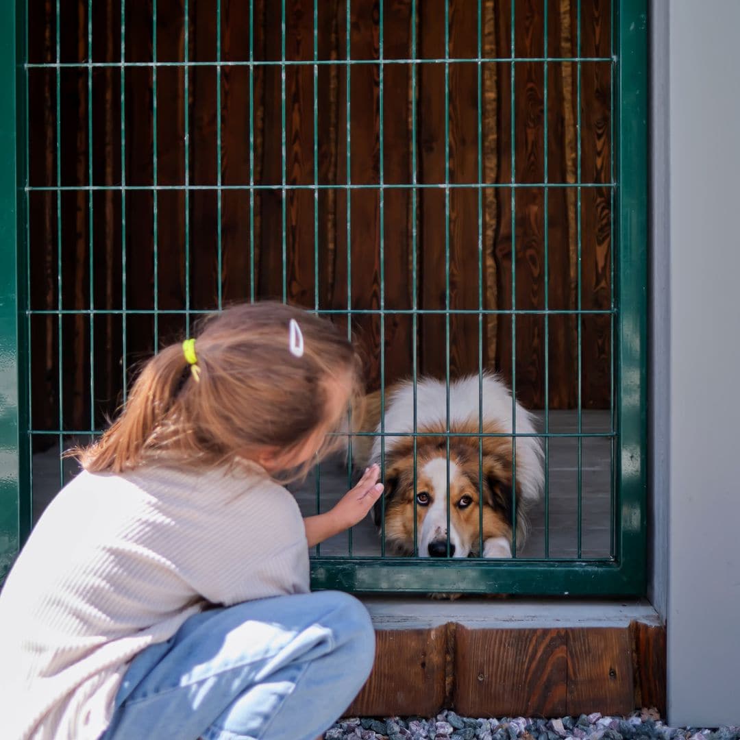 El error que cometen muchas familias al elegir un perro y cómo evitarlo estas navidades, según una experta