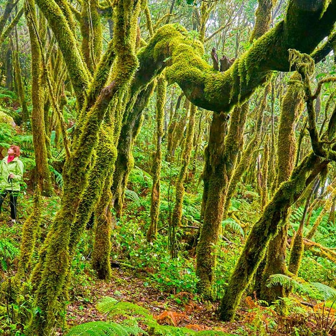 Los bosques más bellos del mundo: naturaleza extraordinaria