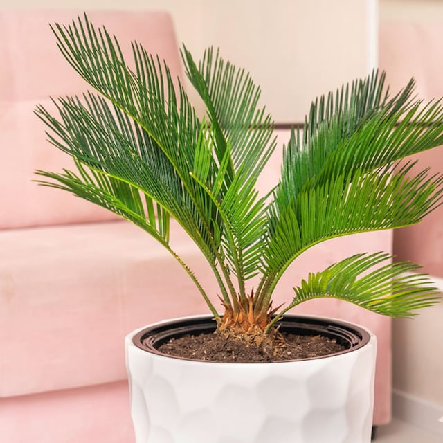 palma sagu cycas revoluta hola decoracion