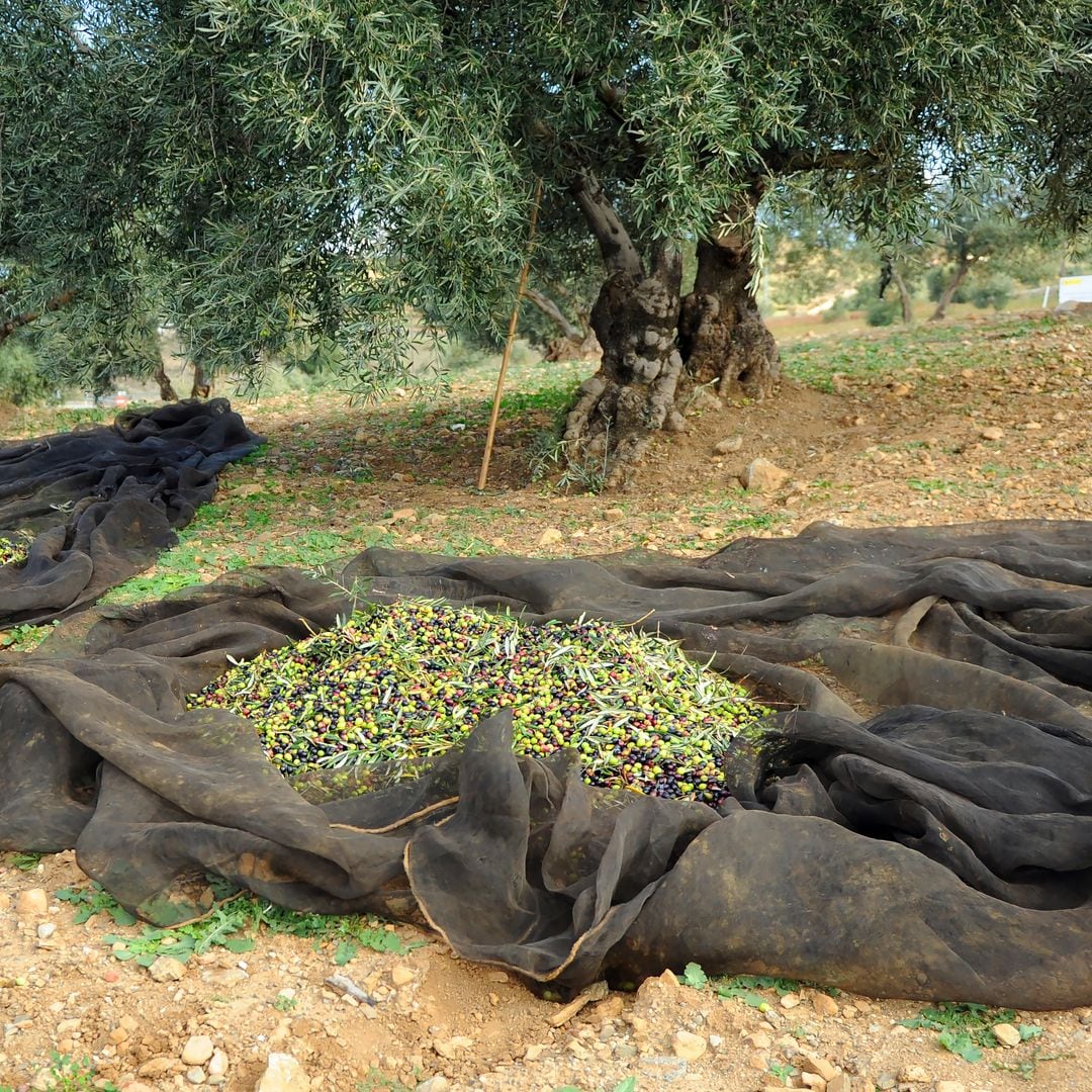 Olivares en Baena, Córdoba