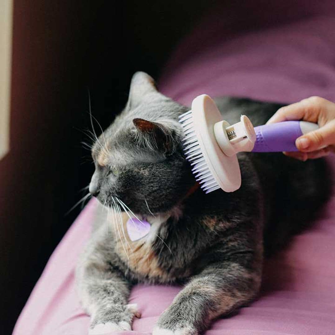 Cuida el pelaje de tu gato: guía con los mejores cepillos según su tipo de pelo