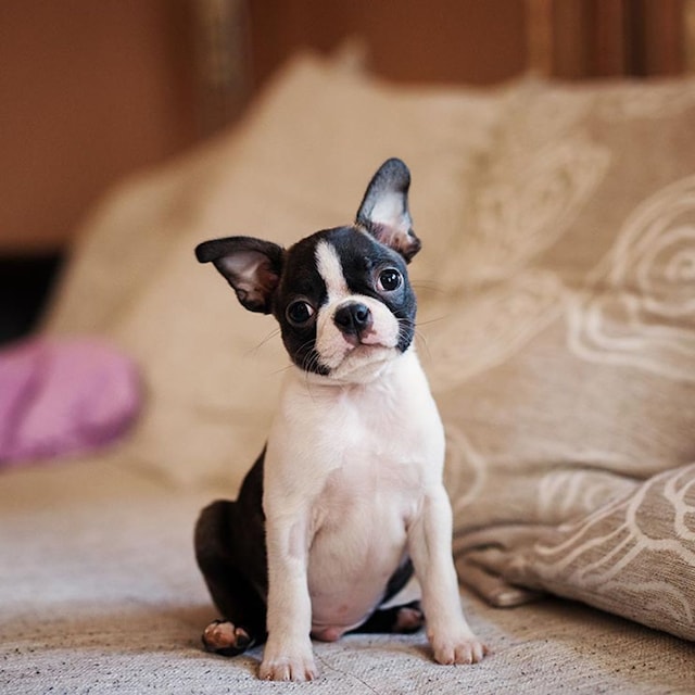 razas de perro que enamoran