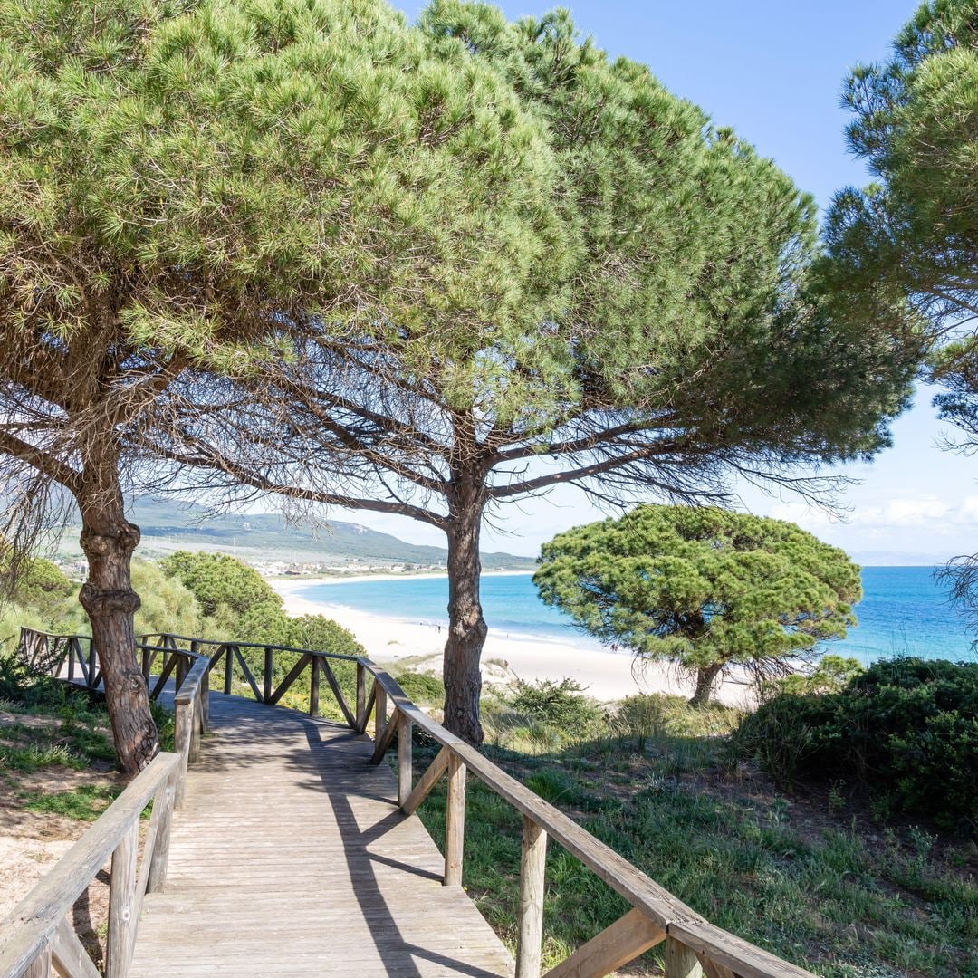 Duna de la playa de Bolonia, Cádiz