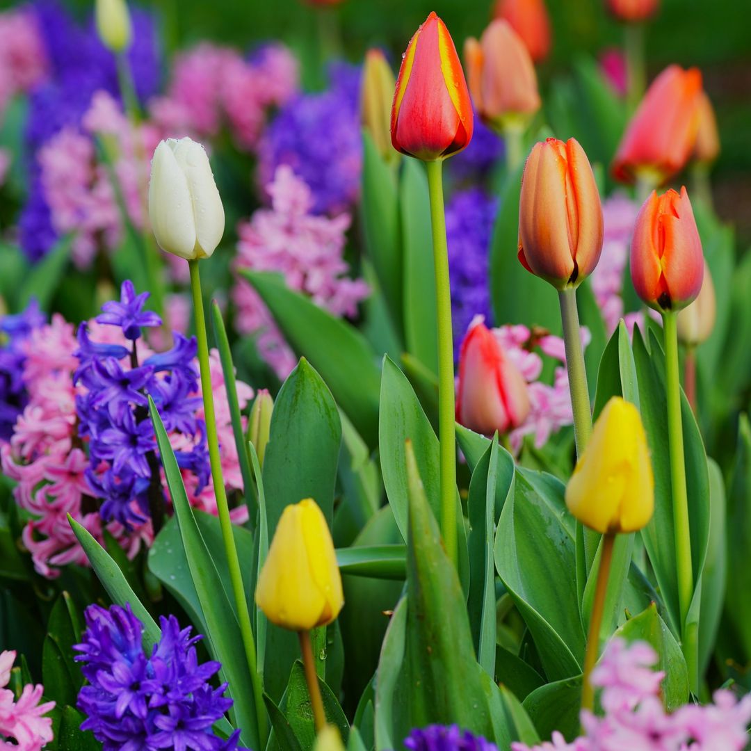 De tulipanes a narcisos o jacintos: 10 flores que puedes plantar ahora, cómo hacerlo y cuándo florecerán