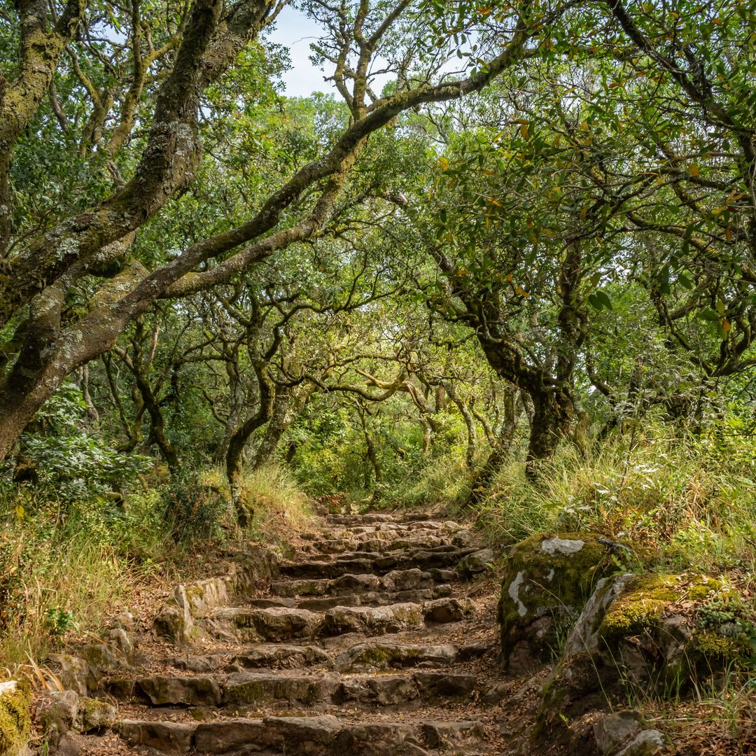 Bosque de Bussaco, Portugal