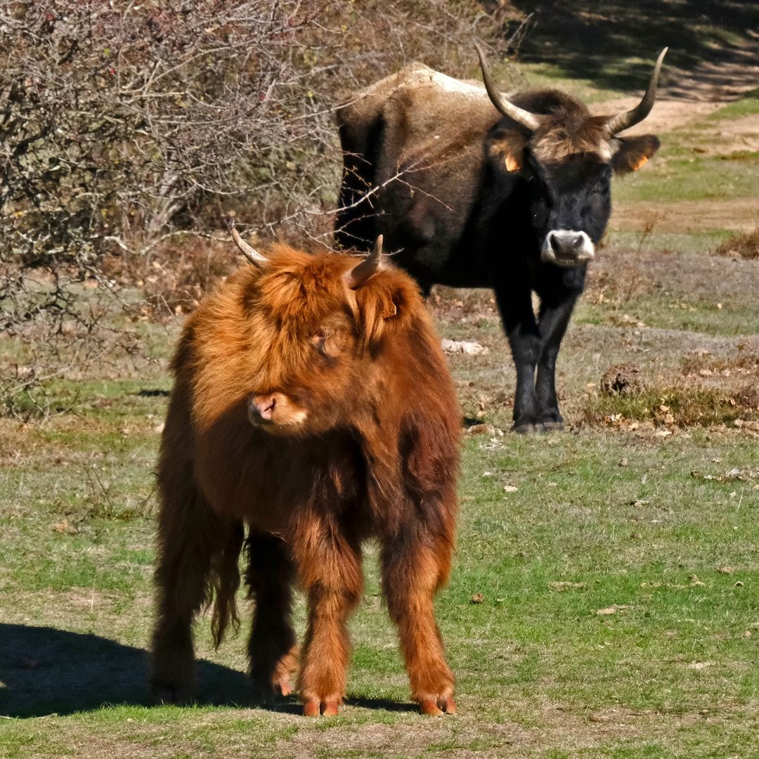 Uros, Paleolítico Vivo, Salguero de Juarros, Burgos