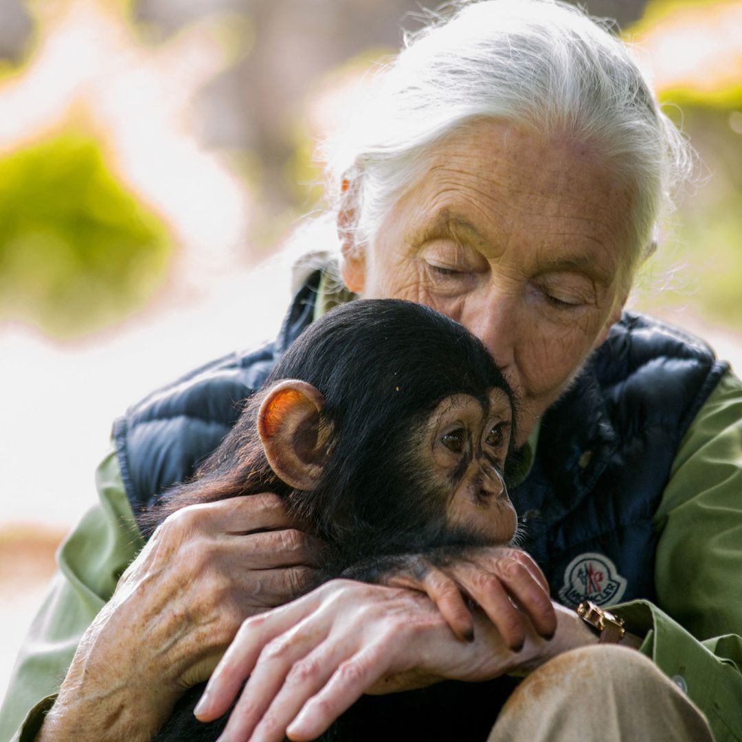 Para Jane, los animales eran más complejos de lo que muchas veces los retratábamos. Descubrió que eran capaces de hacer herramientas y de tener relaciones sociales complejas.