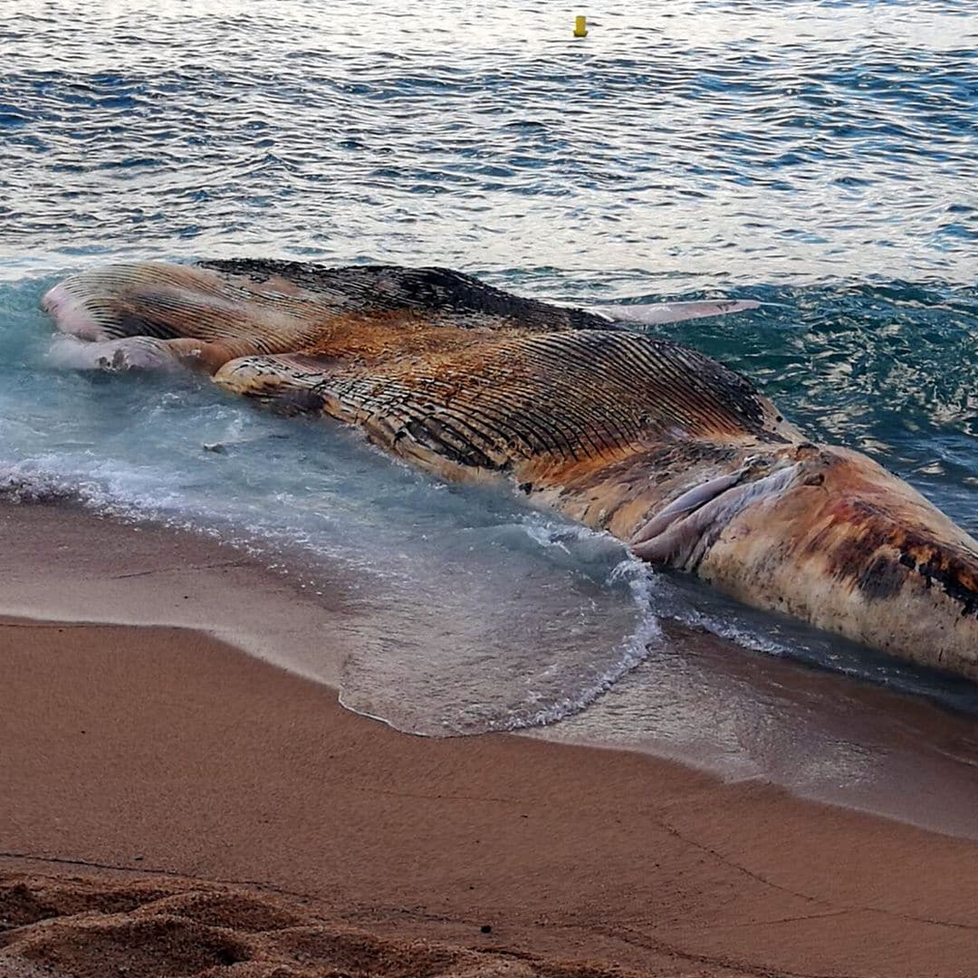 Impacto en la Costa Brava con la aparición de una ballena muerta de 10 metros en Girona