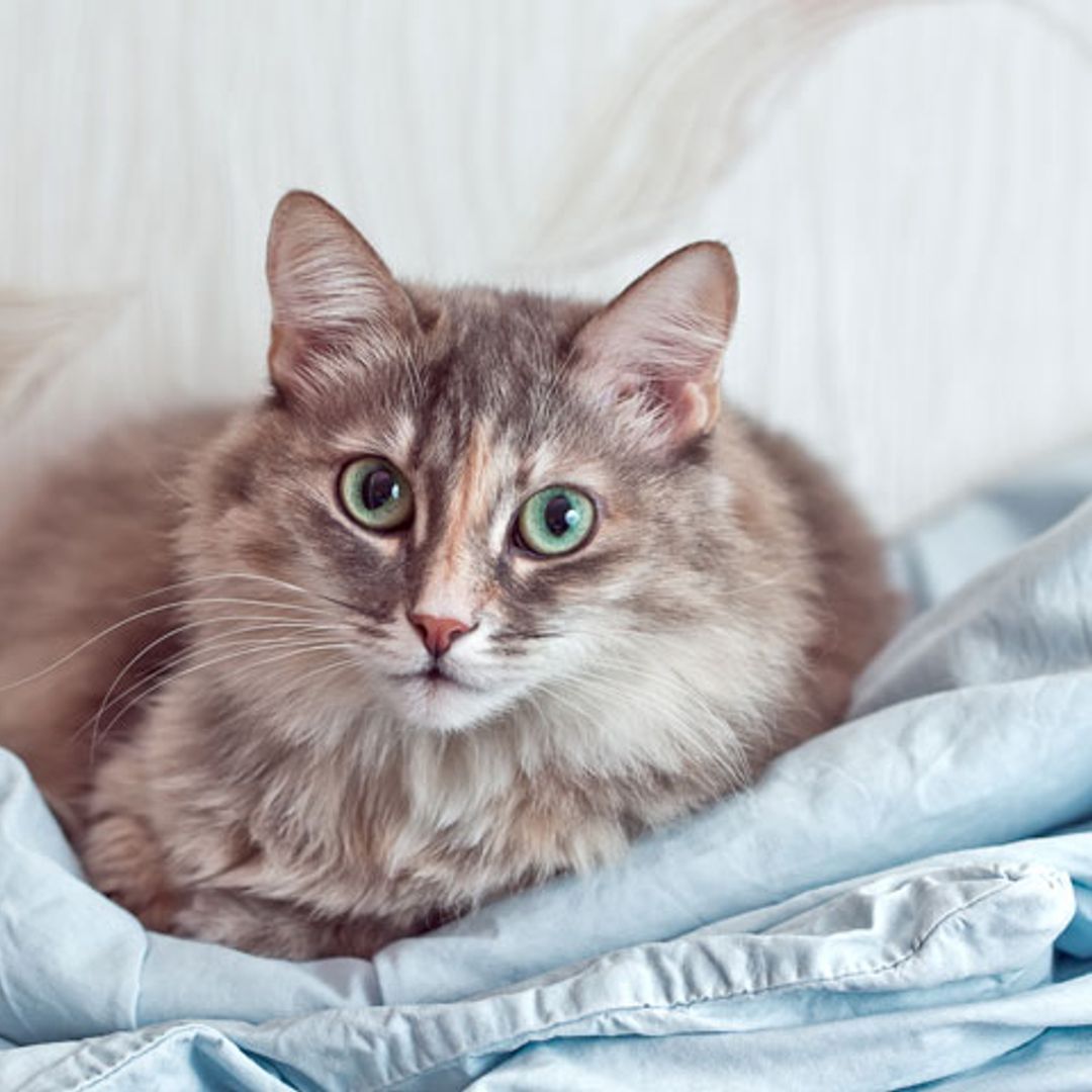 Motivos por los que tu gato podría estar perdiendo el pelo