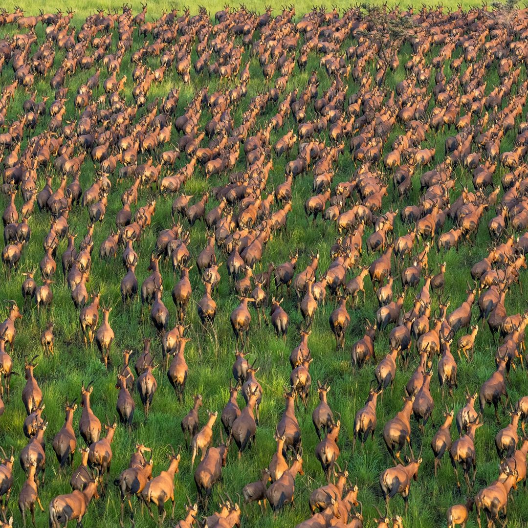 Miles de antílopes tiang corren en el Parque Nacional de Boma Badingilo, la Gran Migración de Sudán del Sur