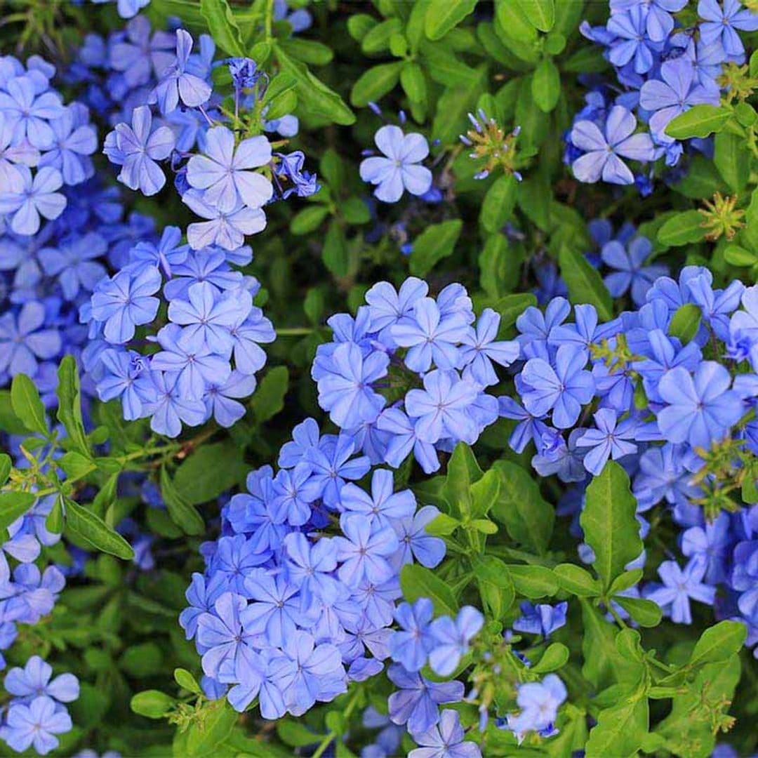 Descubre todos los cuidados que debes darle al plumbago o jazmín azul