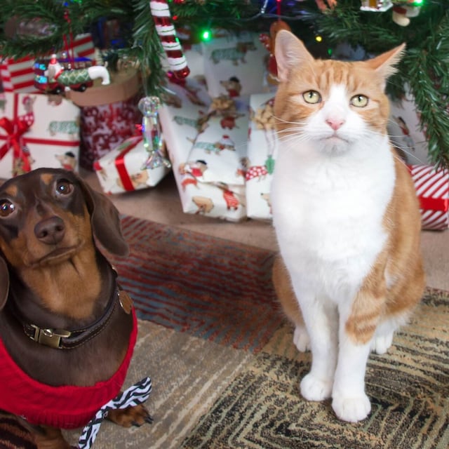 mascotas en navidad