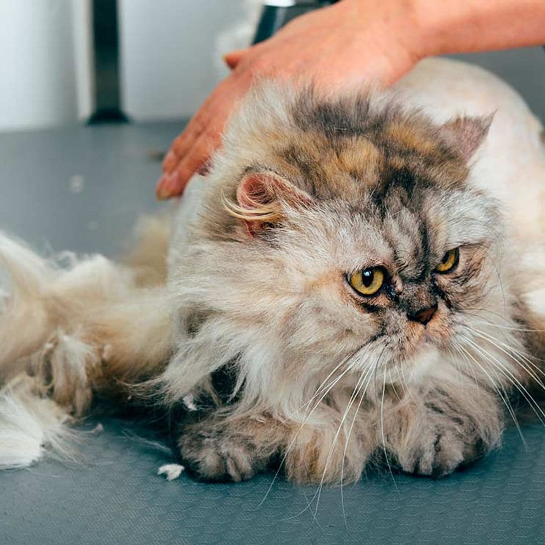 Cortar el pelo a un gato: ¿misión posible?