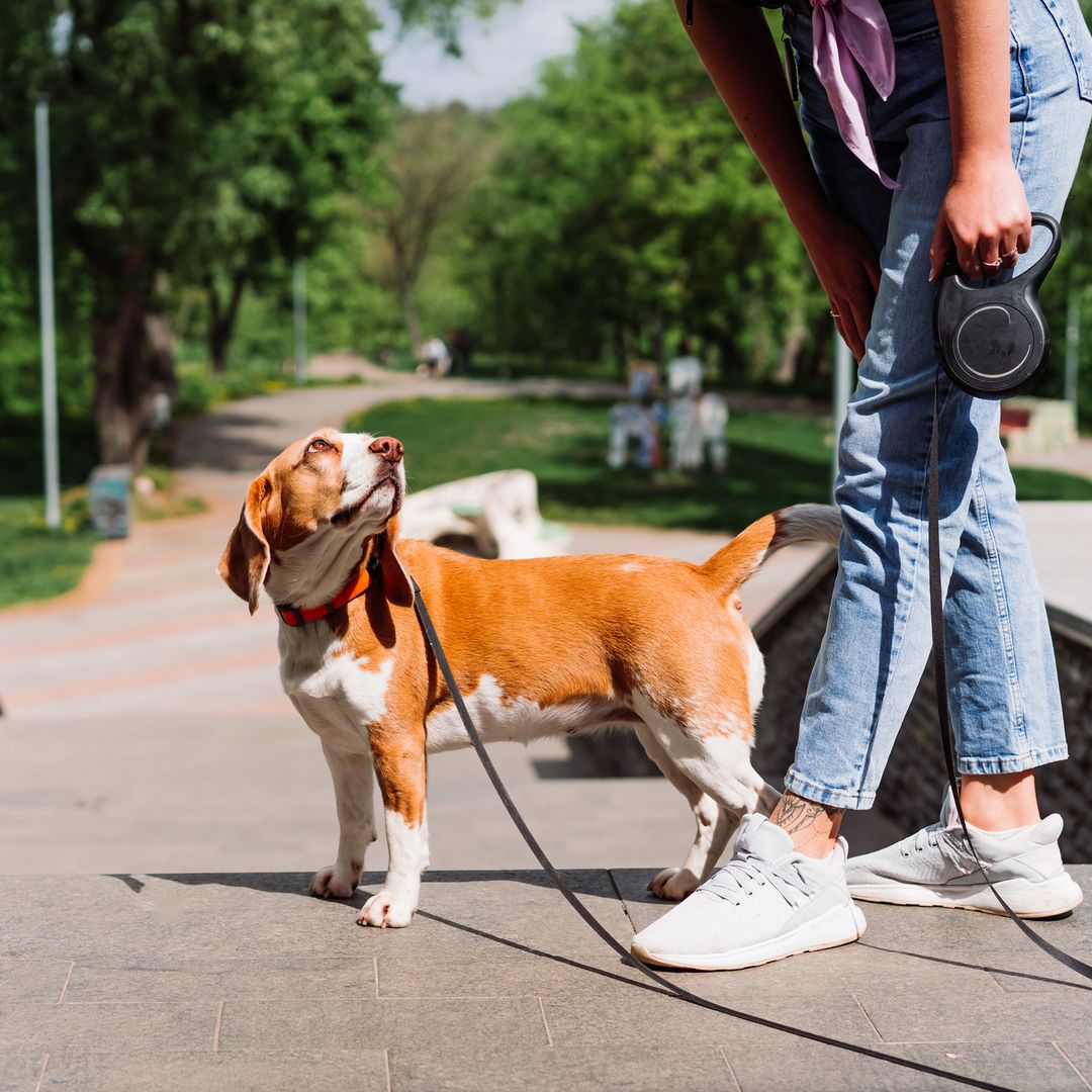 Top correas retráctiles 2025: comodidad y seguridad para ti y tu perro