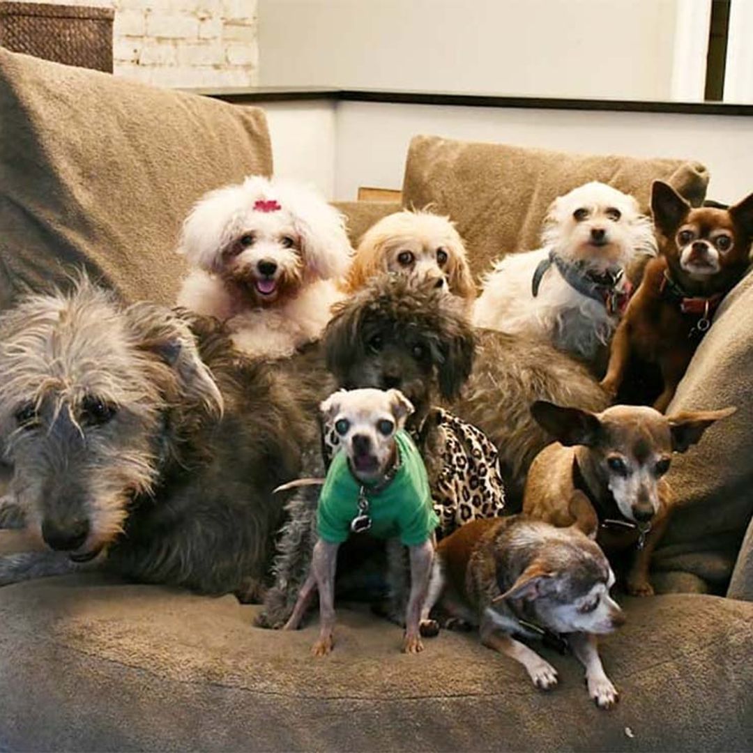La historia viral de un joven que adopta perros mayores… ¡Ya lleva 8!