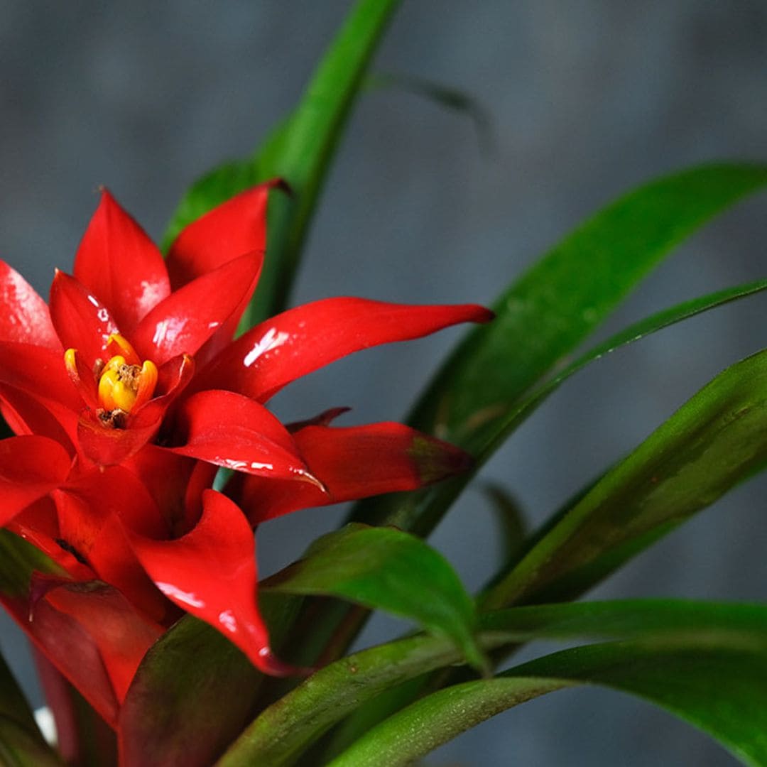 Bromelia, una planta tropical de fácil cultivo