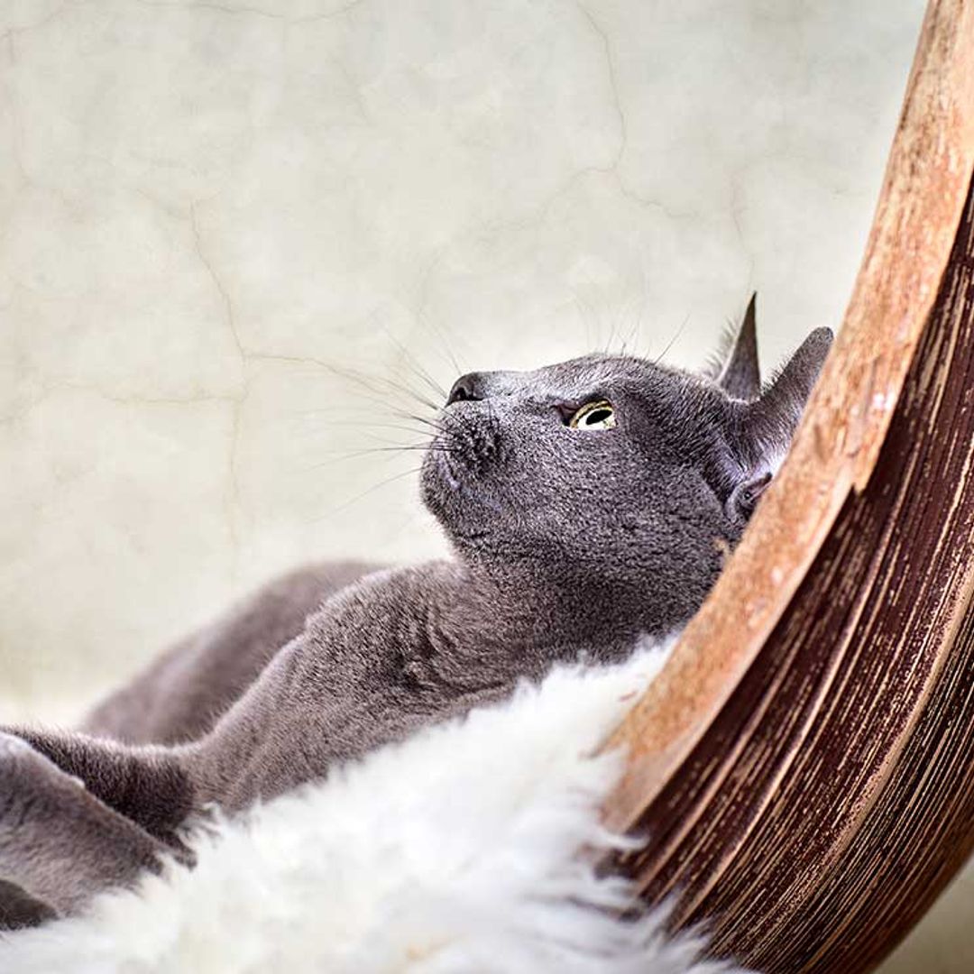 Cómo detectar si tu gatito tiene problemas en las vías urinarias