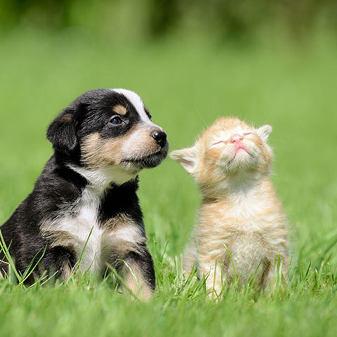 Todo lo que tienes que saber sobre la campaña de esterilización de mascotas para este 2019