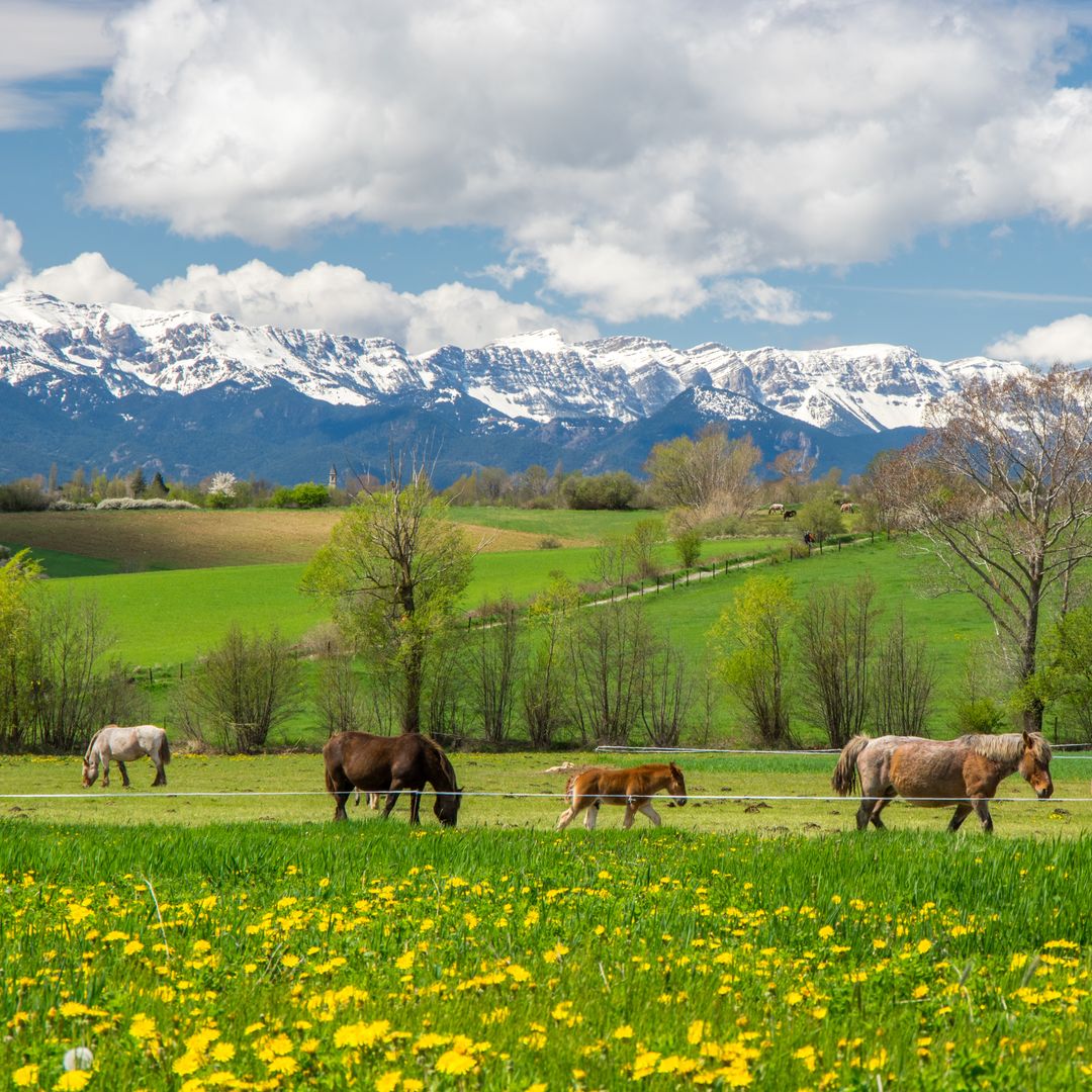 Caballos en los campos de la Cerdaña, Girona, Llivia