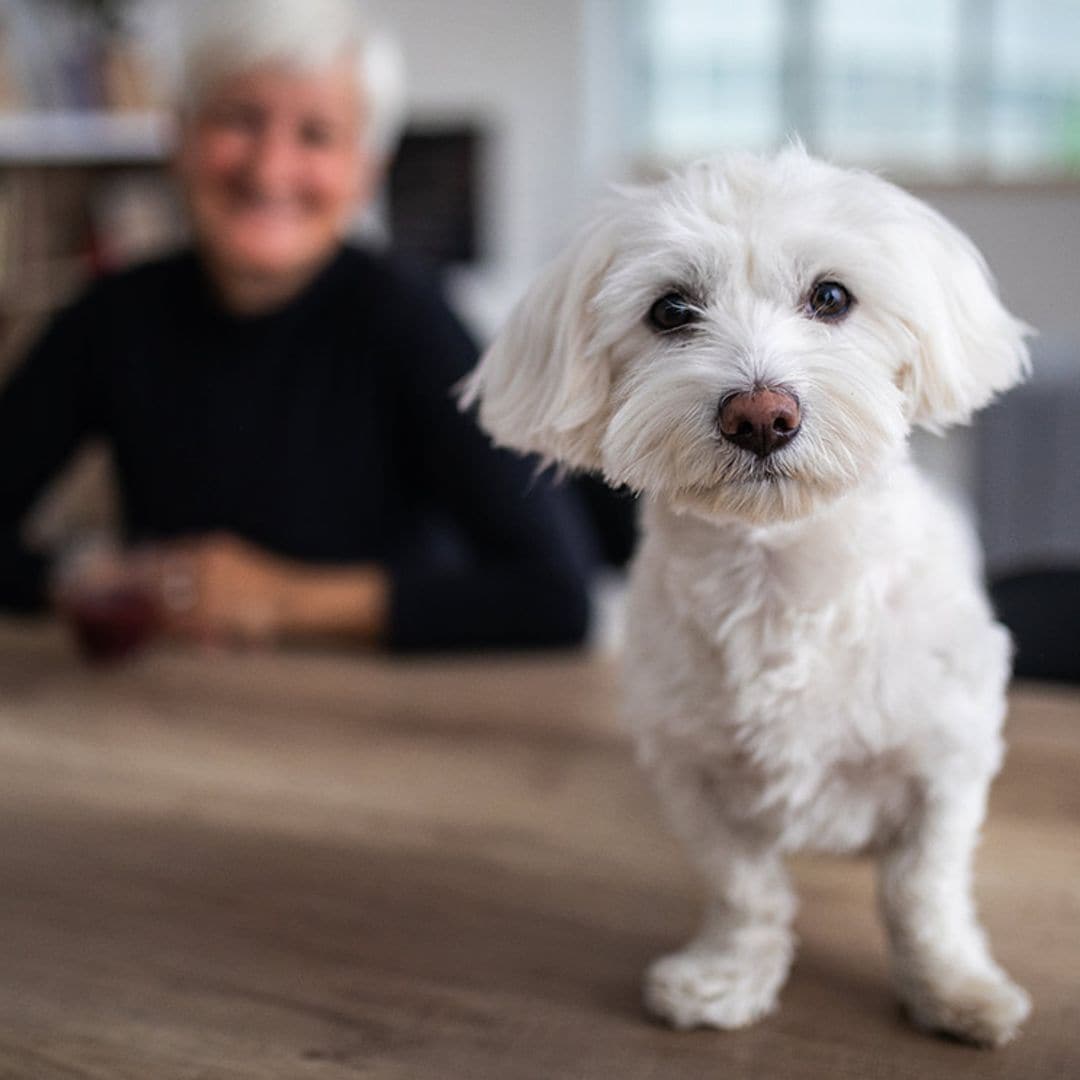 Así cambia la personalidad de los perros al hacerse mayores