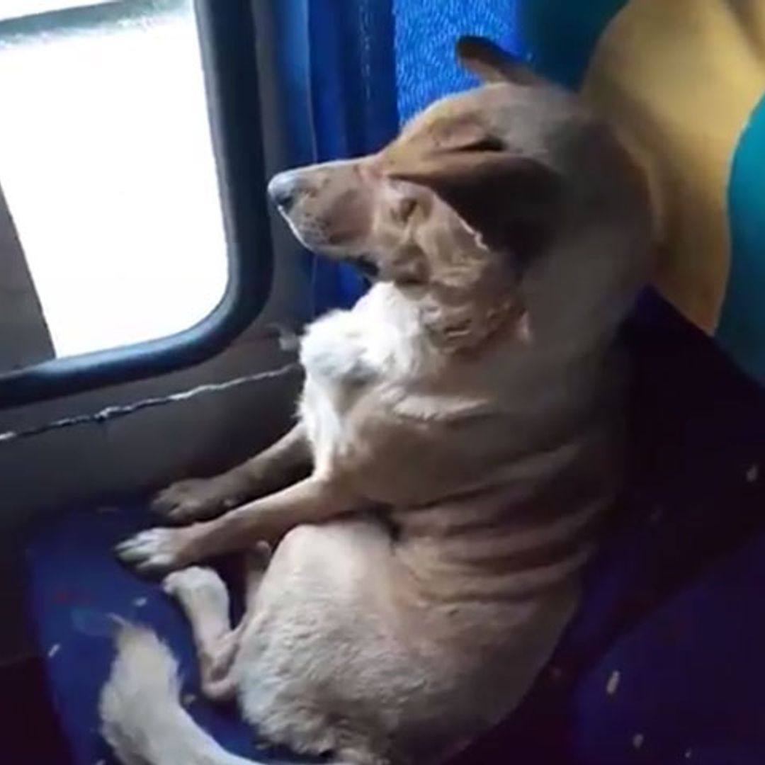 El mensaje de un conductor de autobús que no echó a un perro para protegerlo
