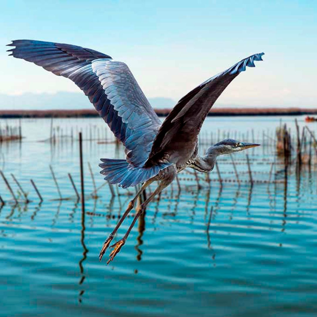 Aves sobrevolando la Albufera de Valencia