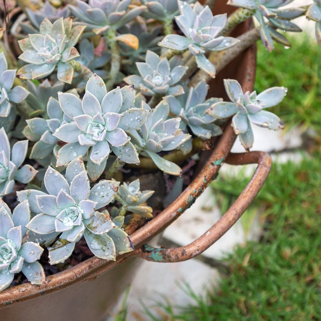 Suculentas para invierno: las mejores variedades de esta planta resistentes al frío y muy fáciles de cuidar
