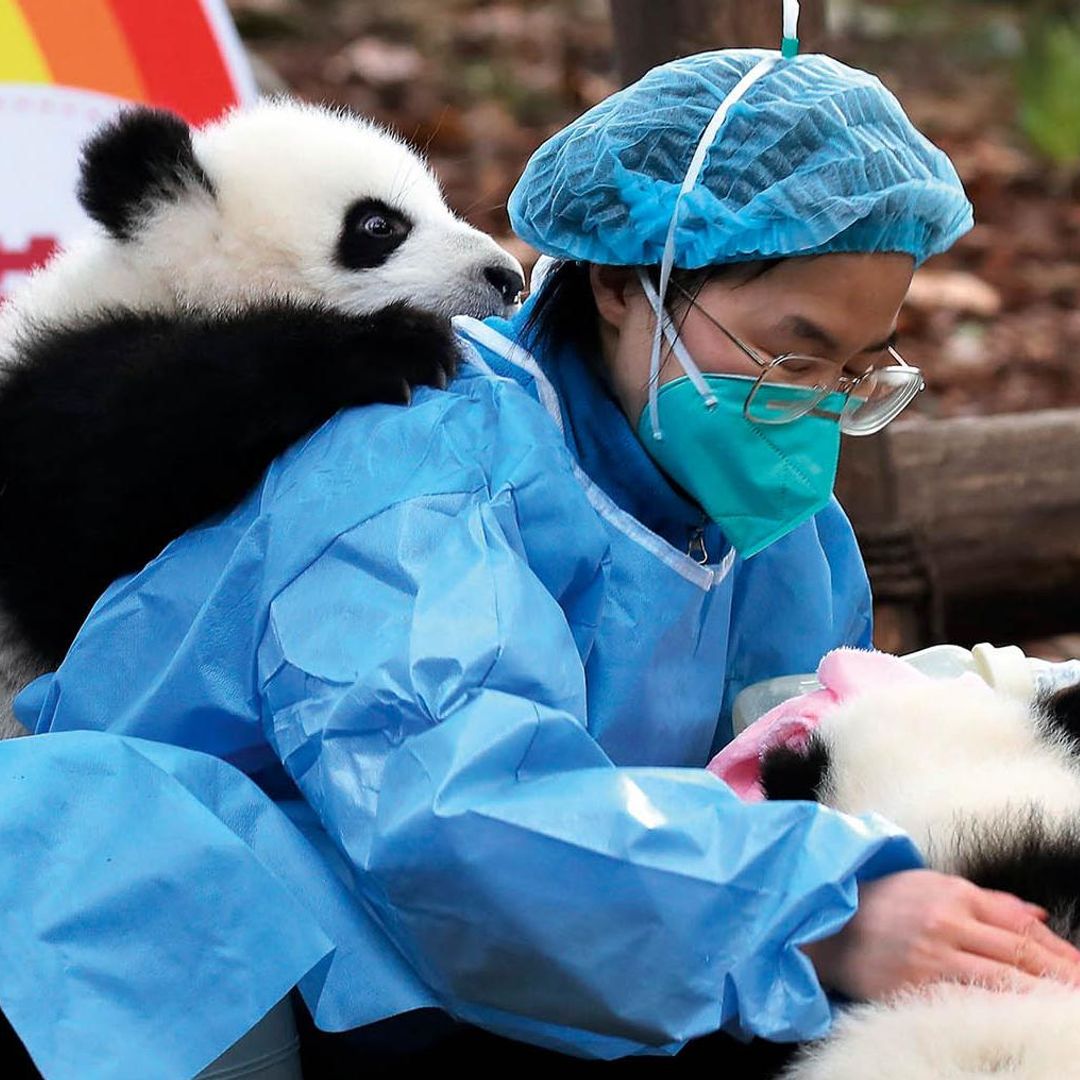 Descubrimos cuál es ‘el mejor trabajo del mundo’: abrazar a bebés de osos panda