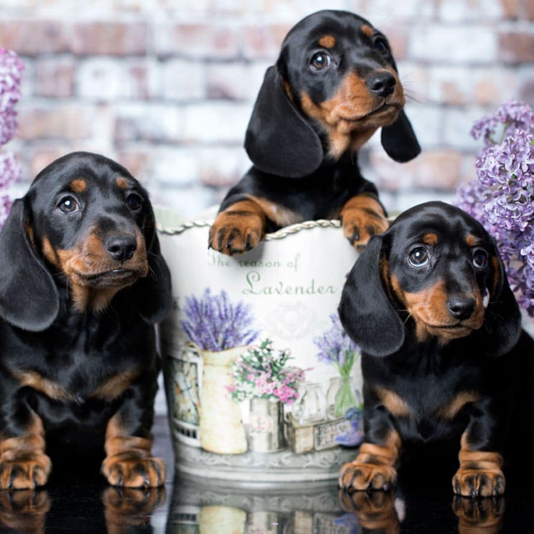 Razas de perro pequeños: el teckel, un cazador en miniatura