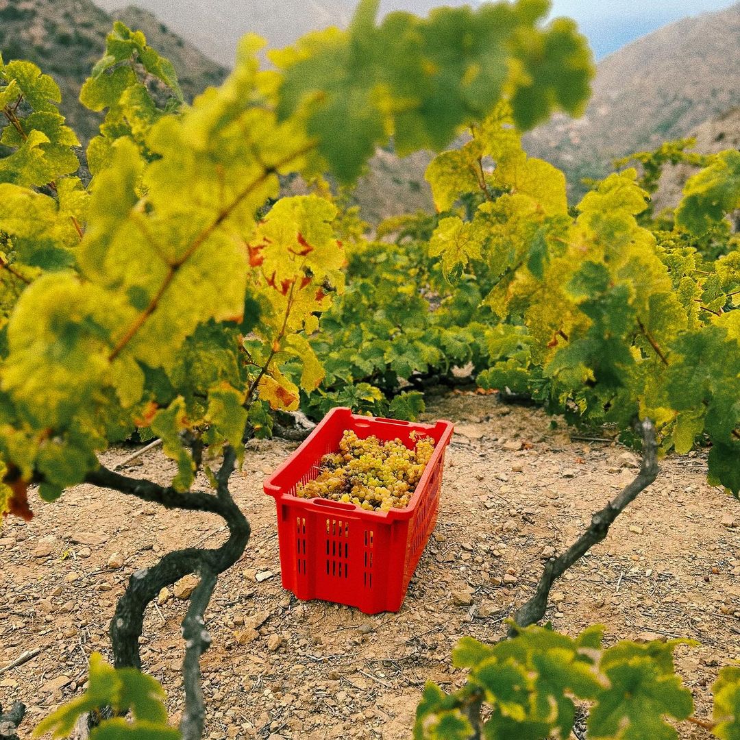 Viñedos de La Gomera, Canarias