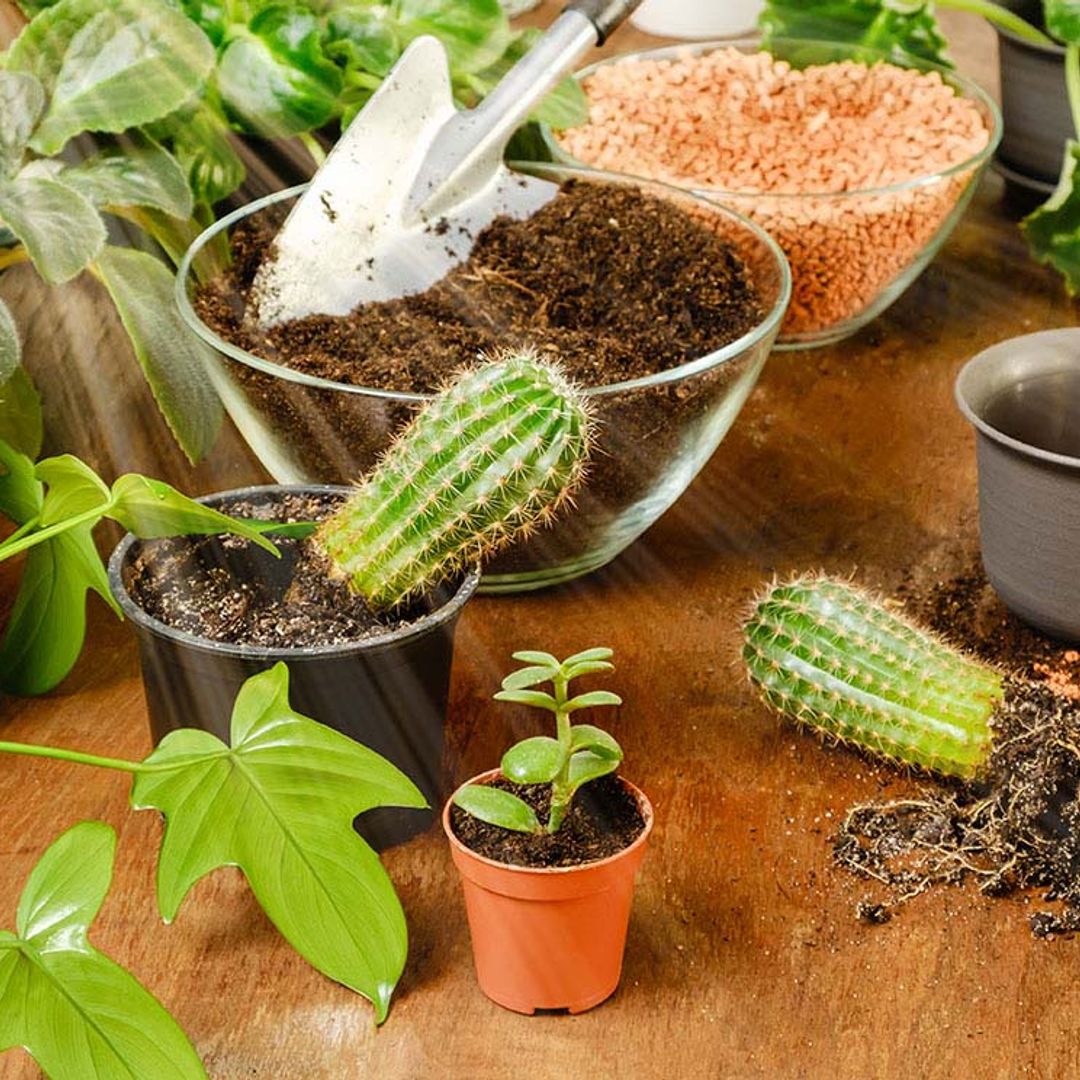 tipos de cactus bebé