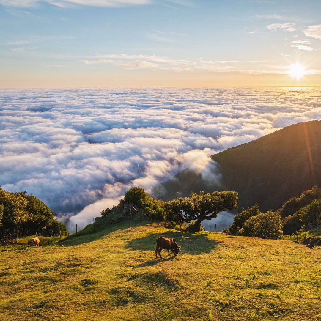 amanecer sobre un mar de nubes en el monte Fanal, en la isla de Madeira, Portugal