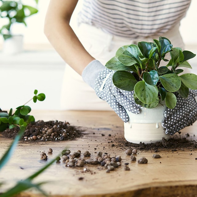 como reproducir plantas 01t