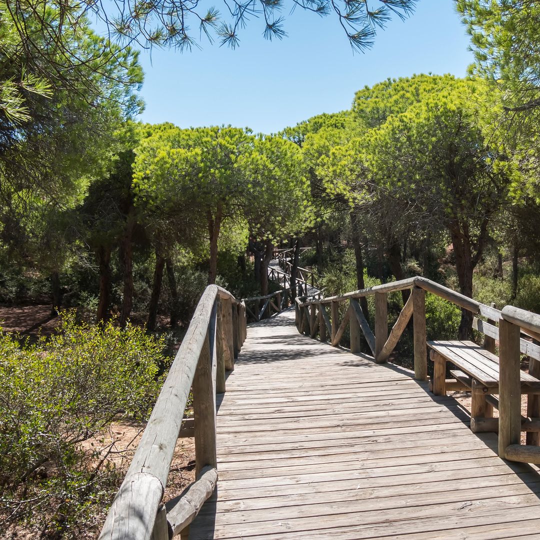 Pinares en la playa de Punta Candor, Rota, Cádiz